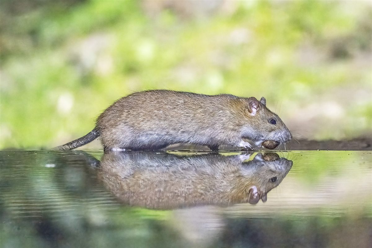 Potkan hnedý (Rattus norvegicus) pri vode