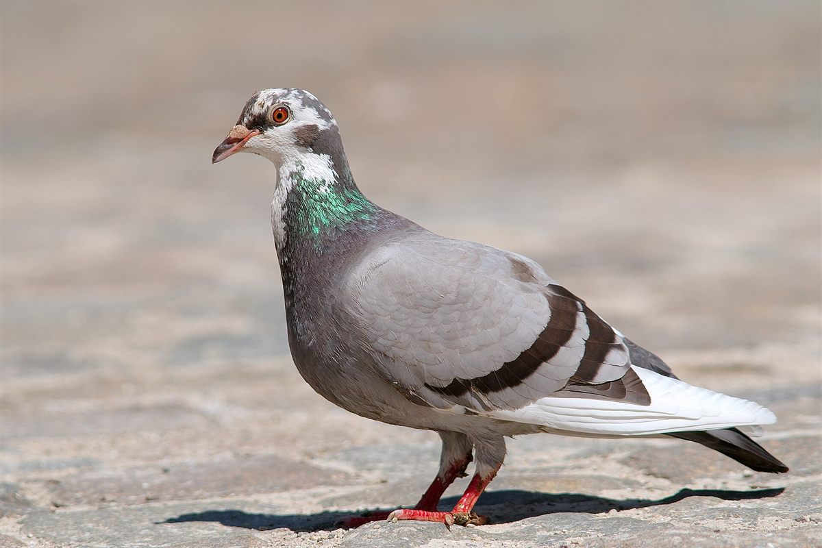 Holub domáci (Columba livia) na dlažbe