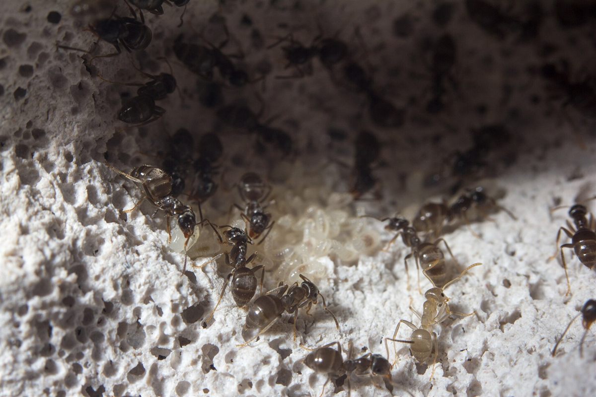 Mravce čierne (Lasius niger) v hniezde v škáre
