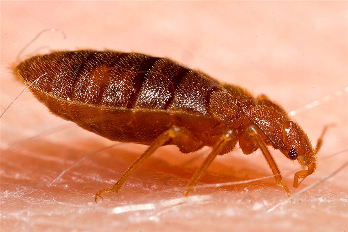 Dospelá ploštica posteľná (Cimex lectularius) na ľudskej koži